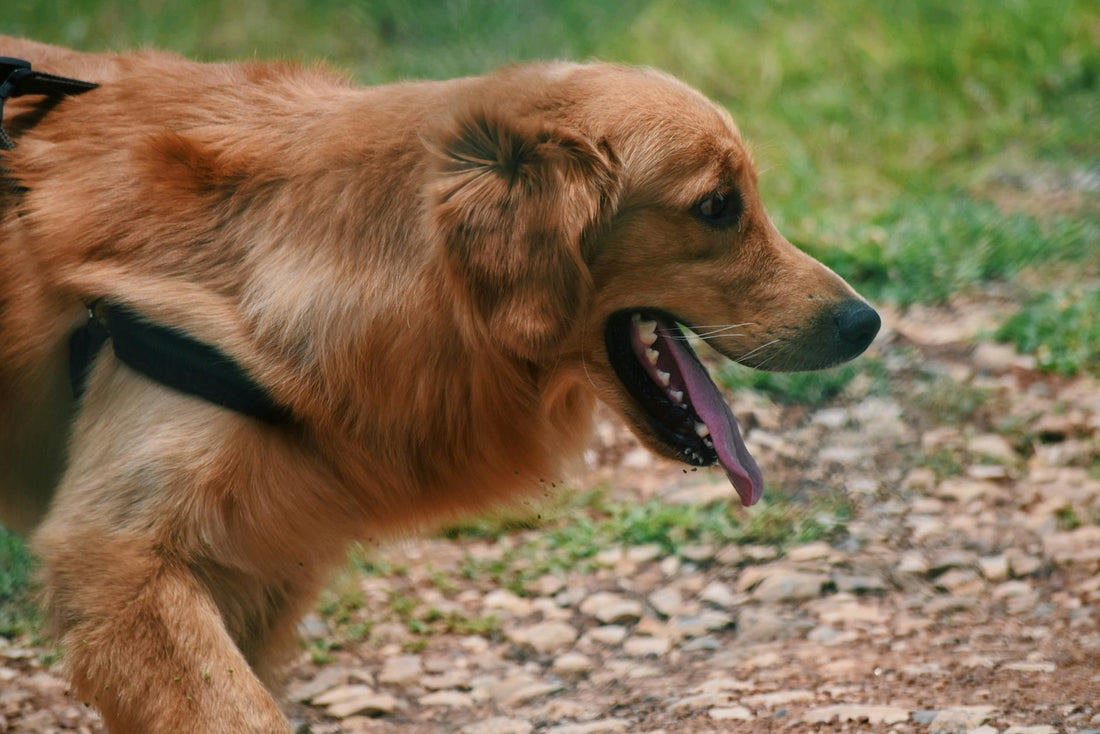 A golden retriever panting outdoors on a hot, sunny summer day