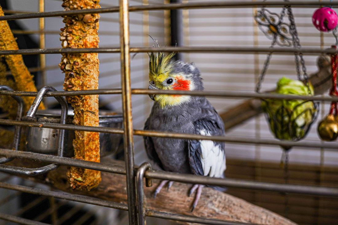 Cockatiel in a cage with seed sticks and a foraging basket of greens