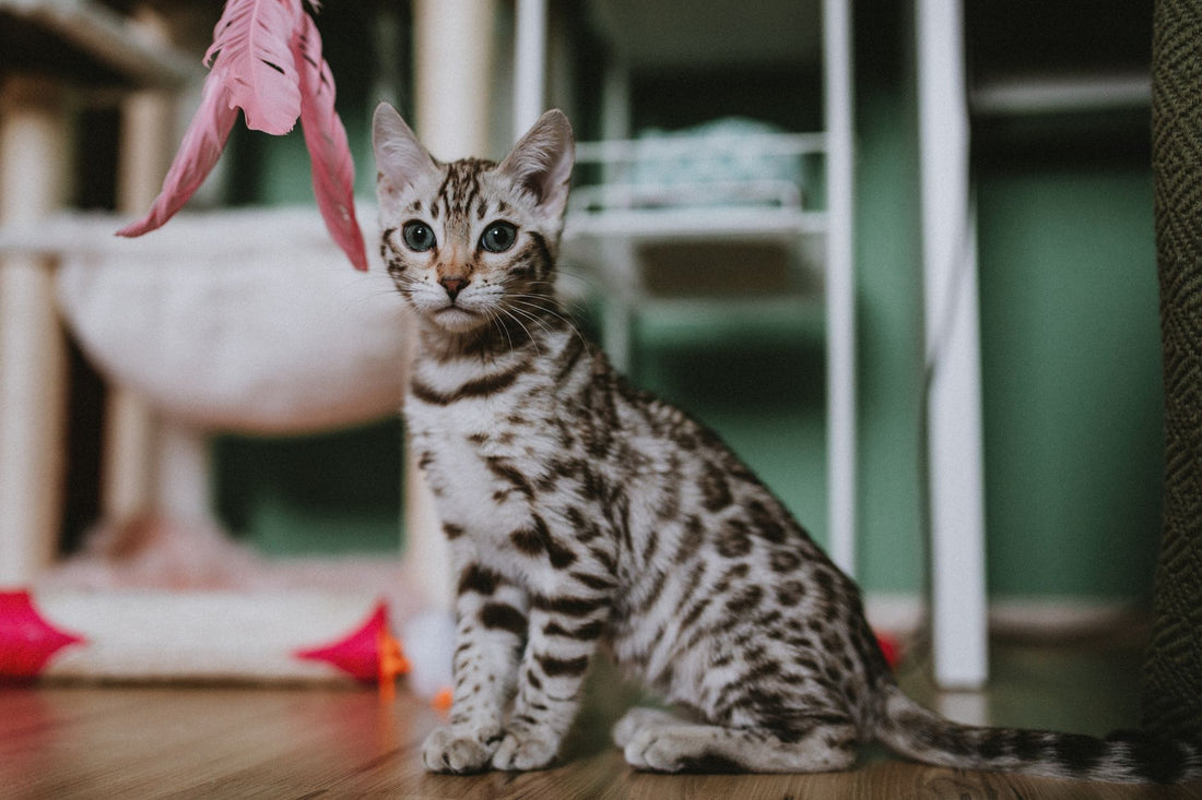 Playful indoor cat batting at a feather toy during interactive play