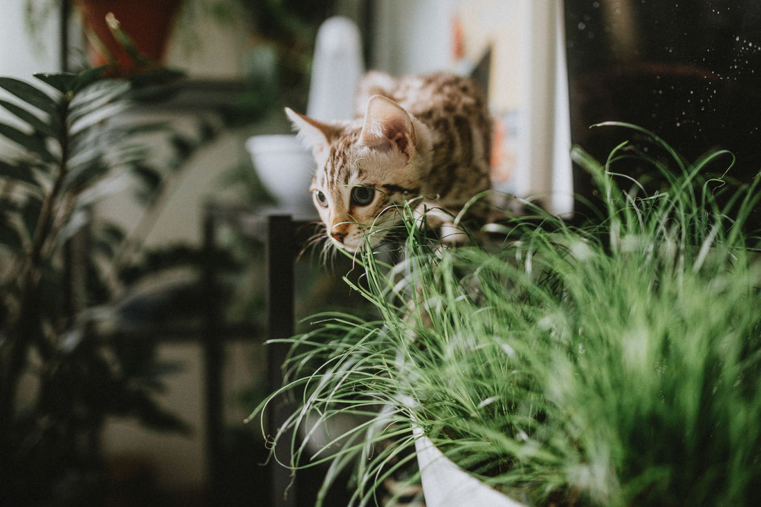 A curious cat exploring lush indoor houseplants near a sunny window