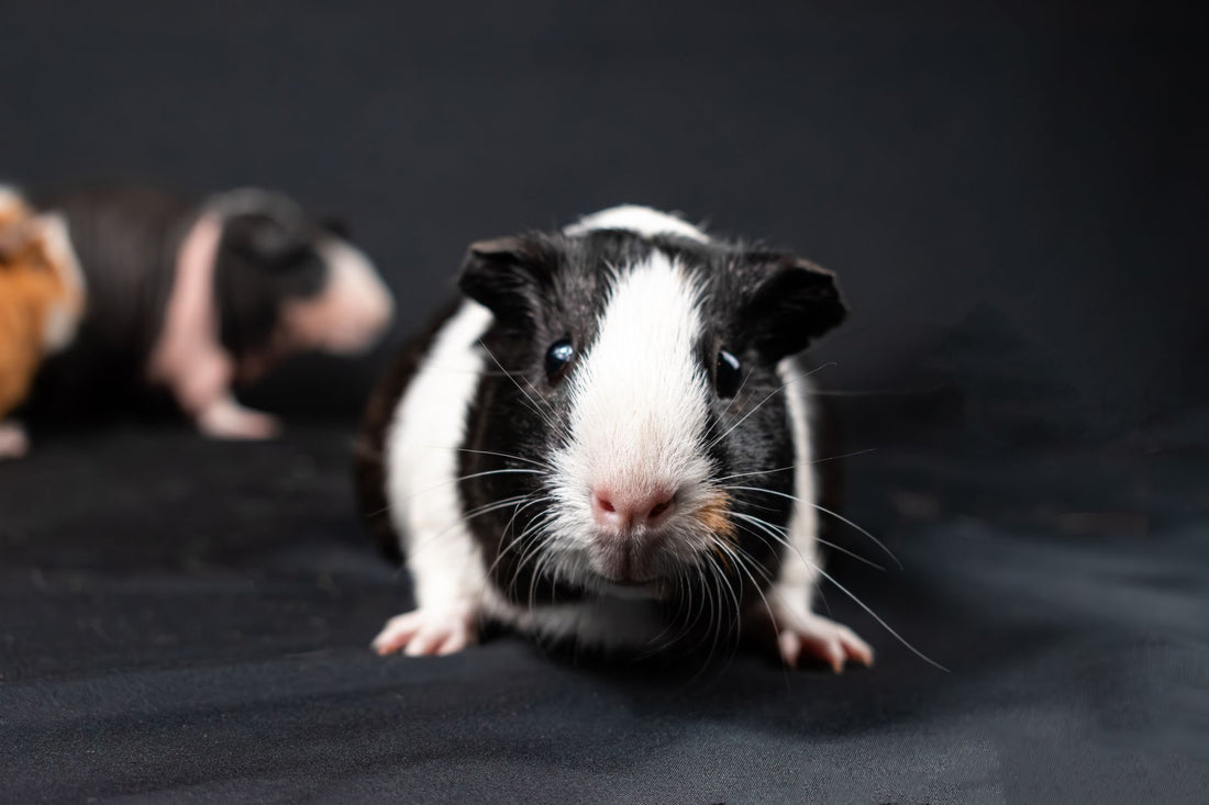 A curious guinea pig peeking out, illustrating how shy pets slowly build trust with their owners