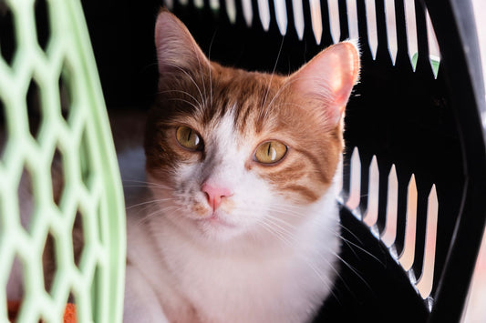 Orange and white cat resting calmly inside a pet carrier