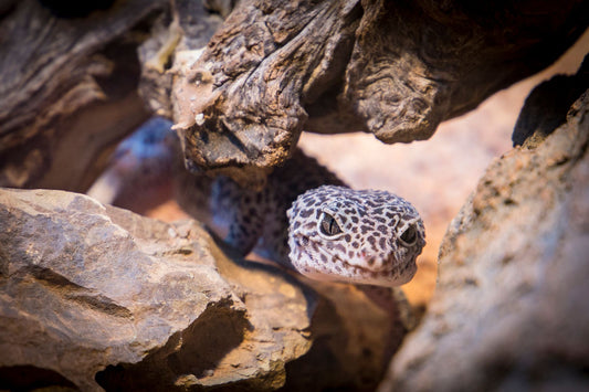 Leopard gecko resting among rocks and wood inside its enclosure