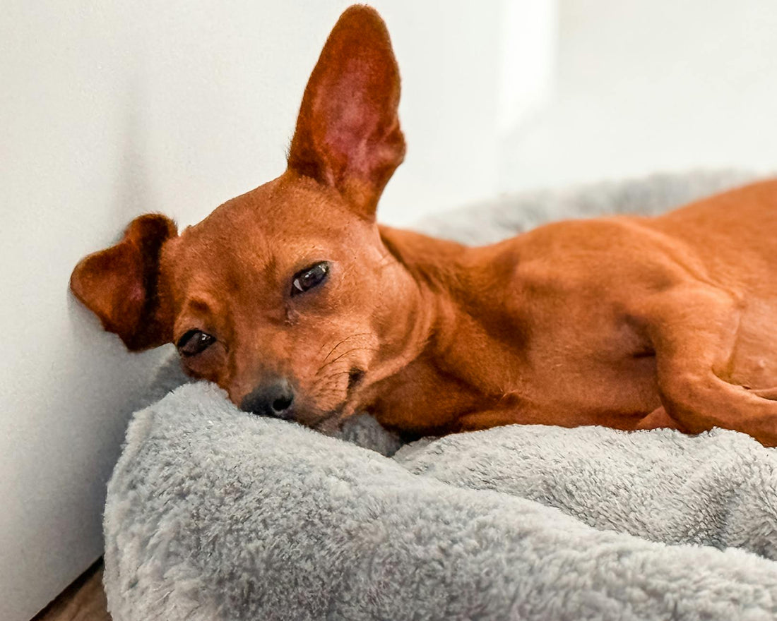 Cozy dog settled into a plush bed after the classic circling ritual