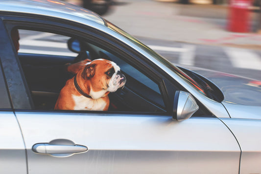 A happy dog looking out of a car window during a summer road trip