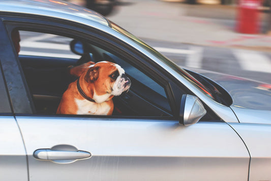 A happy dog looking out of a car window during a summer road trip