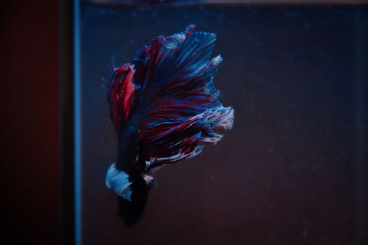 A colorful red and blue betta fish with flowing fins swimming in an aquarium