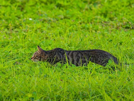 Gray tabby cat stalking through grass, displaying classic feline hunting behavior