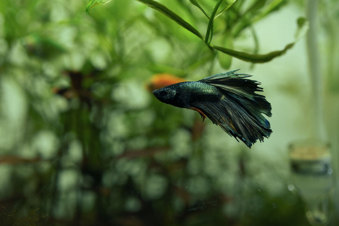 Colorful betta fish swimming in a lush planted aquarium