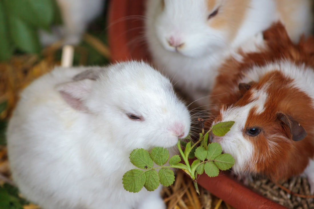 Rabbits and a guinea pig eating fresh greens together