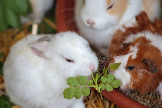 Rabbits and a guinea pig eating fresh greens together