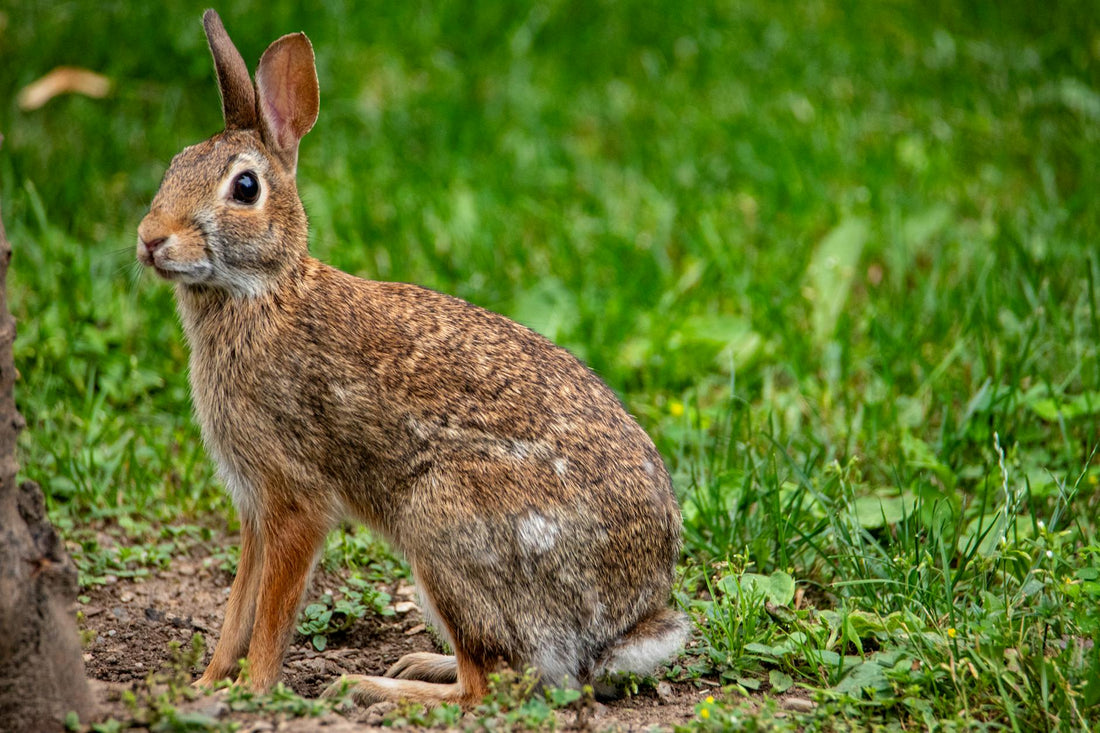 Brown rabbit standing alert in grass — the classic posture before a warning thump