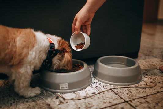 A dog gazing up at food on a table, a reminder to know which human foods are toxic to dogs