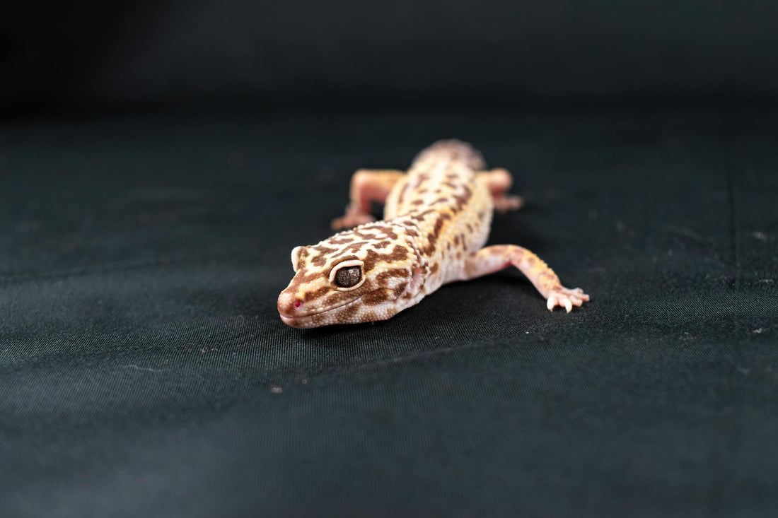 Leopard gecko resting in its terrarium habitat