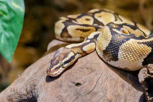 A ball python resting on a branch, showing its intricate scale patterns