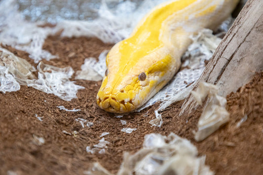 Albino python shedding its skin in a terrarium, with pieces of old skin on the substrate