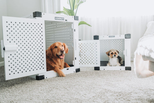 Two dogs resting calmly in open crates in a cozy living room