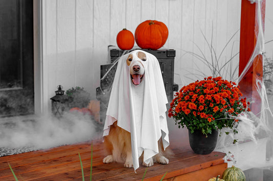 Golden dog in a white ghost costume sitting on a Halloween-decorated porch with pumpkins