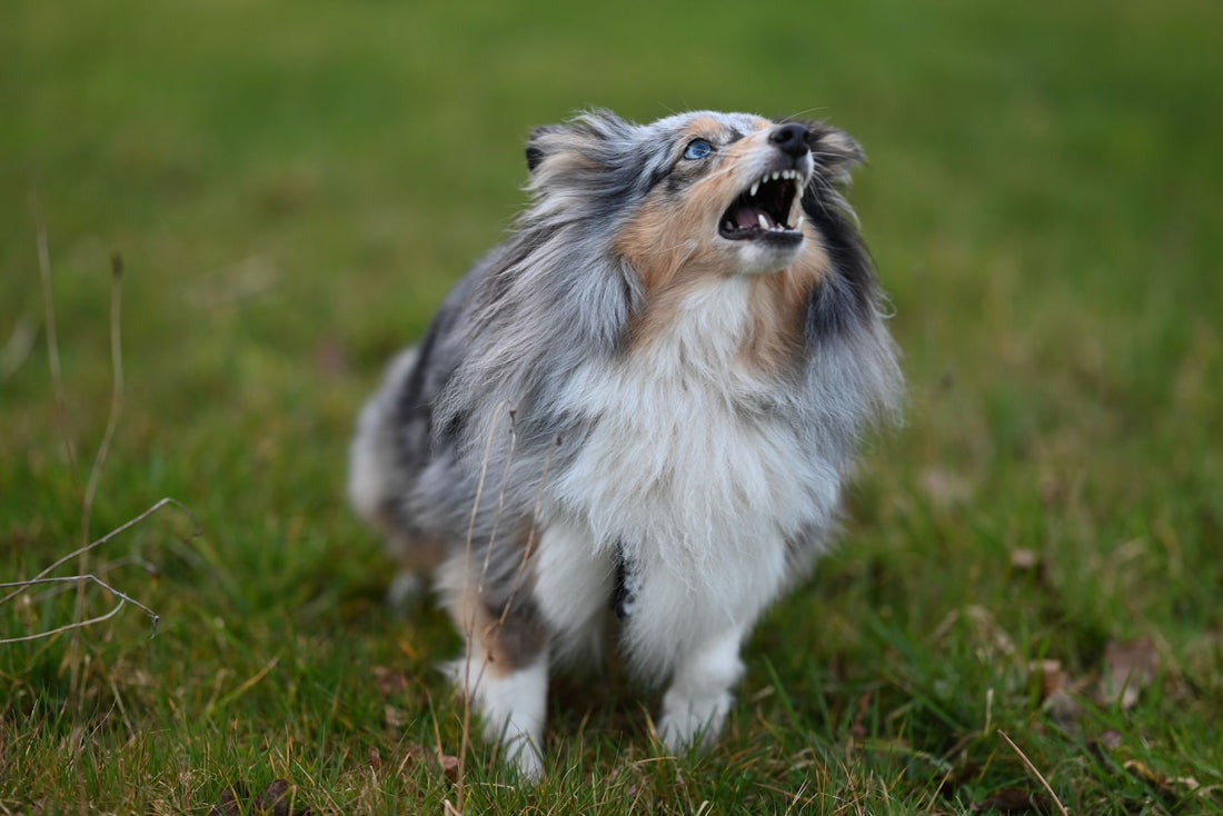 A dog barking energetically outdoors on a grassy field