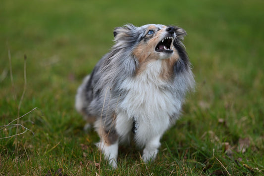 A dog barking energetically outdoors on a grassy field