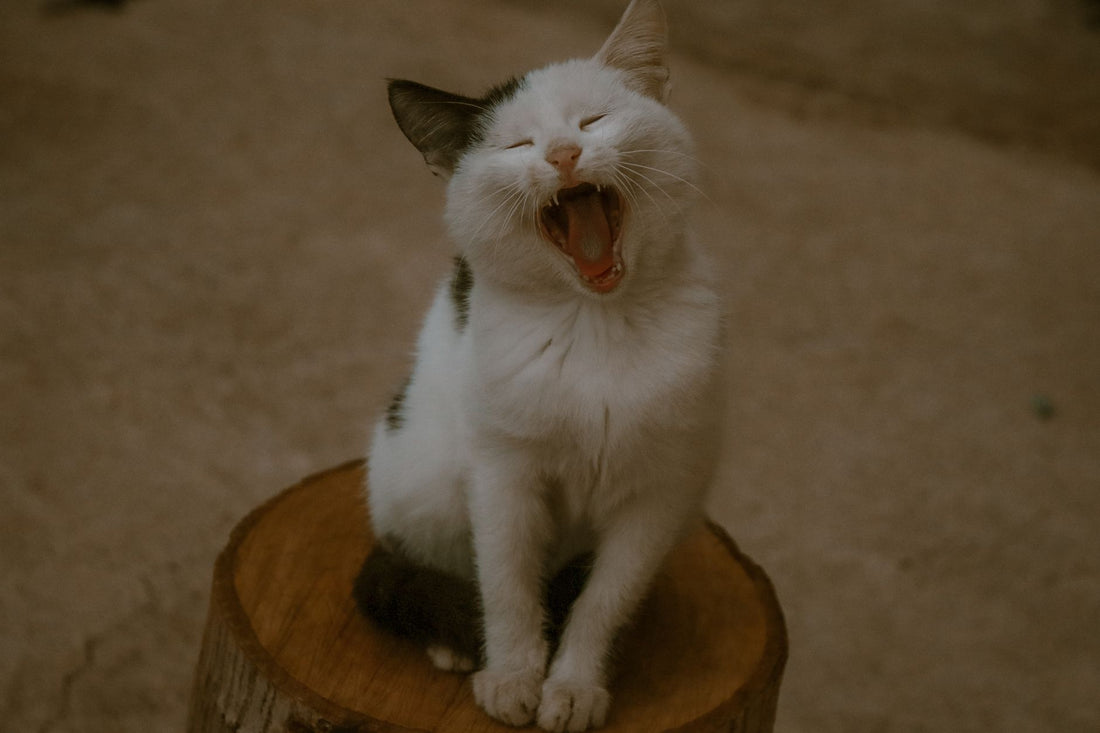 A relaxed, content cat with soft eyes lounging comfortably at home