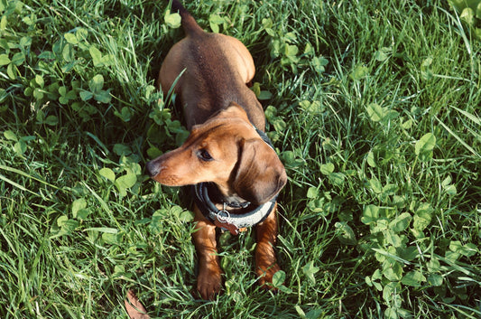 A relaxed dachshund lying comfortably on green grass in the sunshine