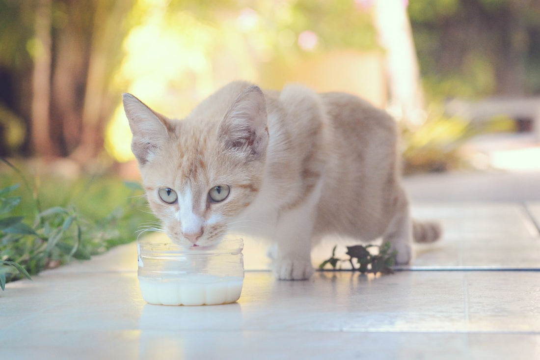 A young cream-colored cat lapping milk from a small dish outdoors
