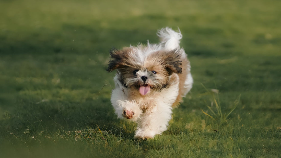 A happy small dog running across a grassy field, tongue out, getting daily exercise