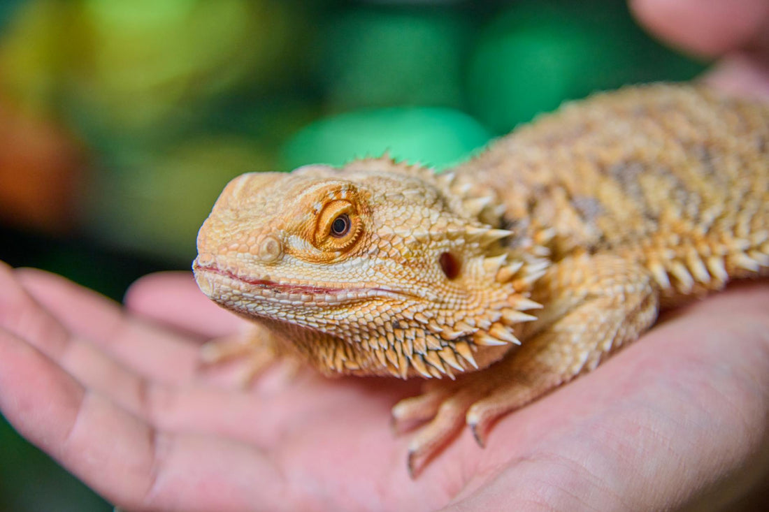 Bearded dragon resting calmly on a human hand showing its detailed scales