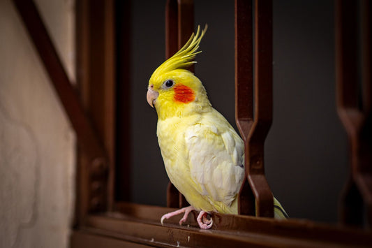 Cockatiel perched calmly against a dark background, evoking nighttime bird safety