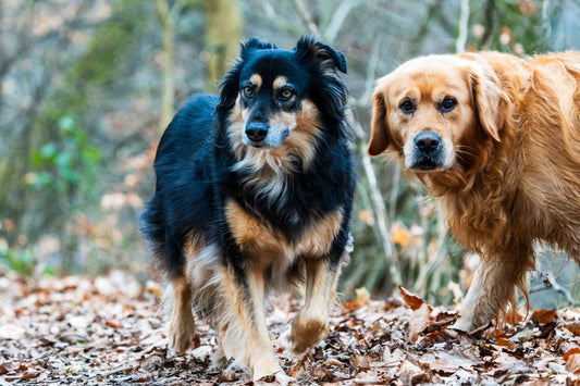 Two dogs walking along a leaf-covered path through an autumn forest
