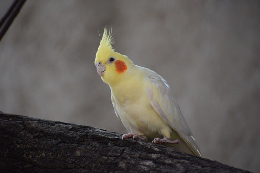 Yellow lutino cockatiel hen perched on a branch