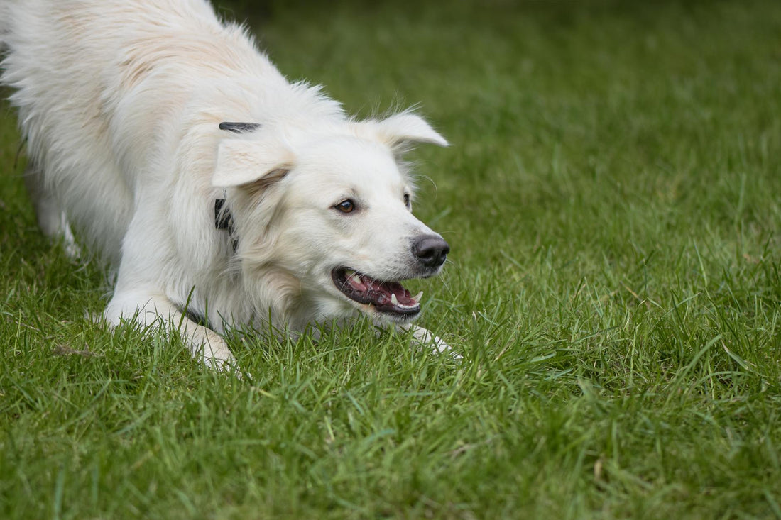 Playful dog in a play bow on a sunny green lawn