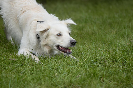 Playful dog in a play bow on a sunny green lawn