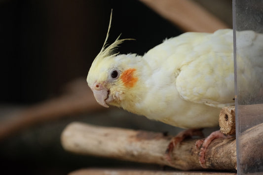 Cockatiel perched on a natural wooden branch perch indoors