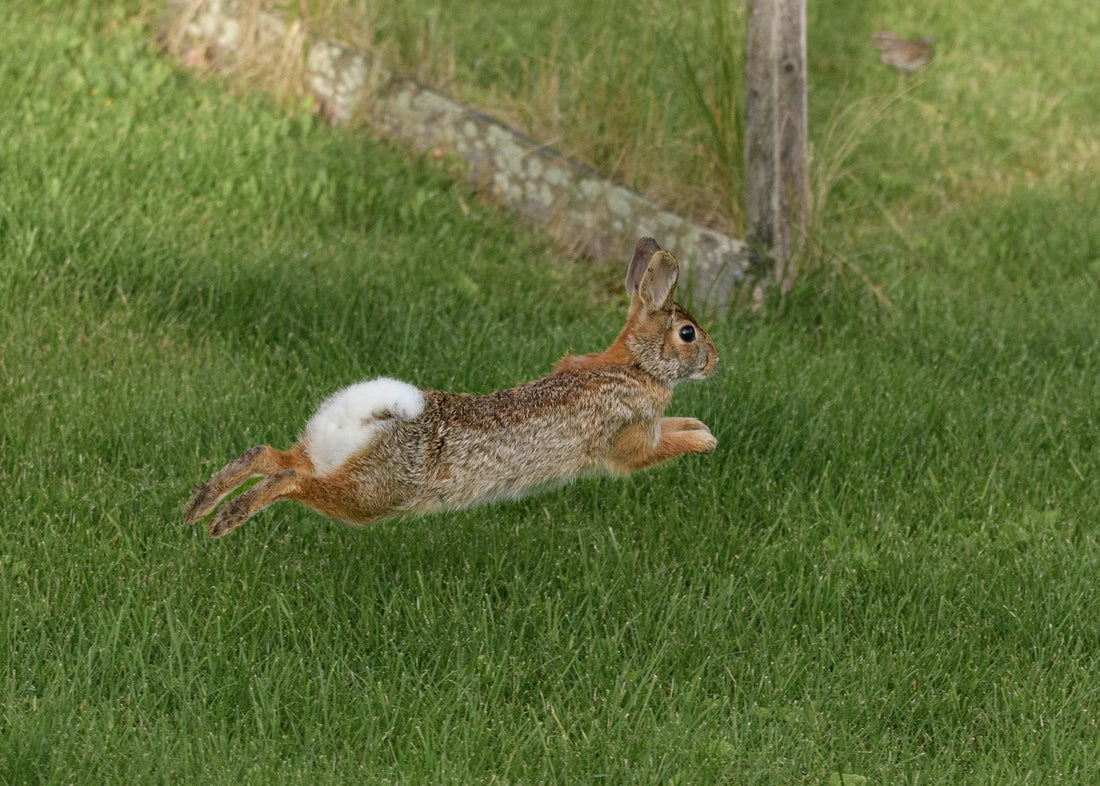 Happy rabbit mid-leap on a green lawn, capturing the joyful binky behavior