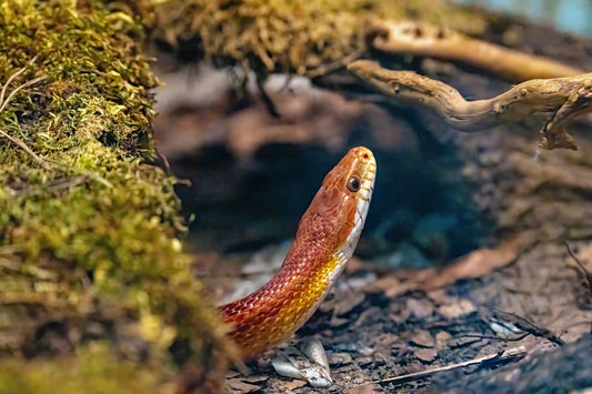 A vibrant corn snake exploring its terrarium habitat