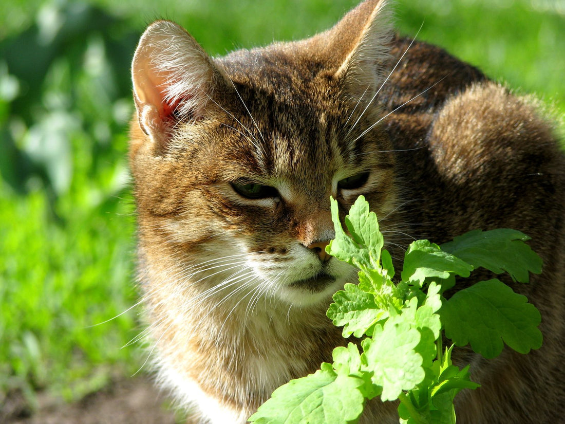 A curious cat among green leafy plants in soft natural sunlight