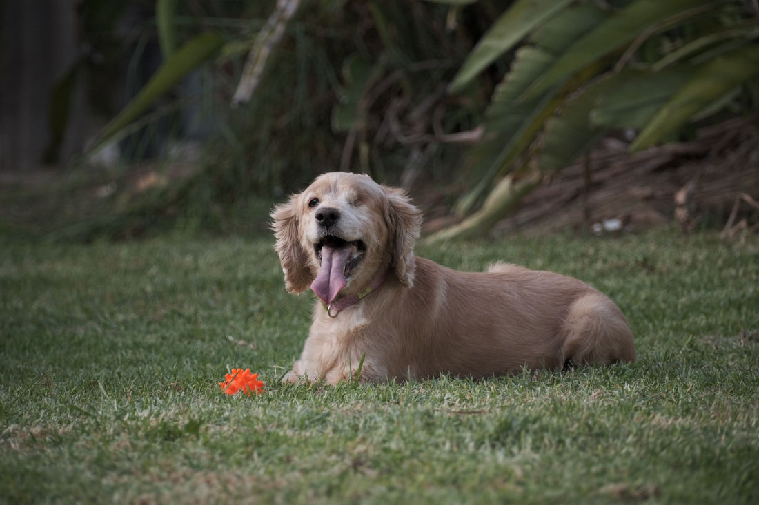 A floppy-eared cocker spaniel sitting outdoors on a sunny day