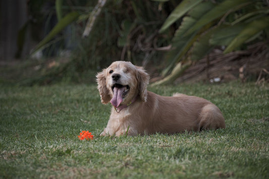 A floppy-eared cocker spaniel sitting outdoors on a sunny day
