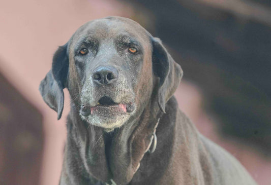 Elderly Chocolate Labrador Retriever with greying muzzle, senior dog care guide