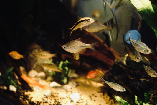 Tropical fish swimming among aquatic plants in a well-lit home aquarium