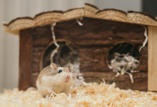 A dwarf hamster on soft bedding beside its wooden house in a cozy, warm cage.