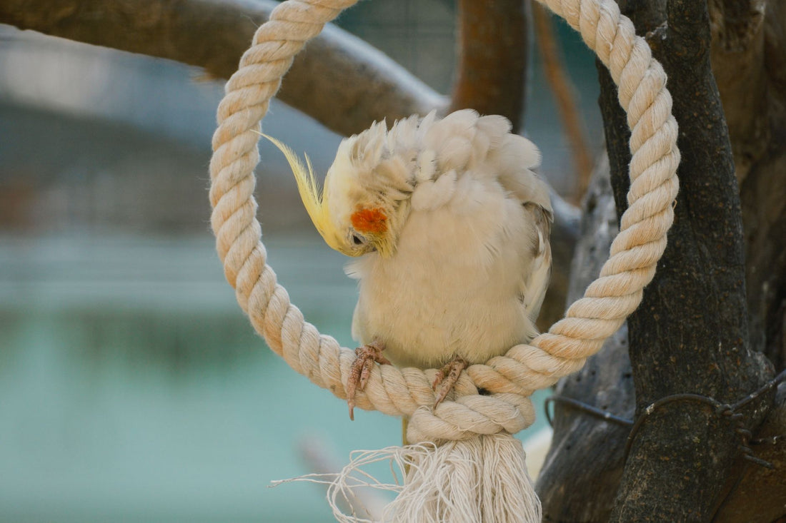 A cockatiel resting quietly on a rope perch