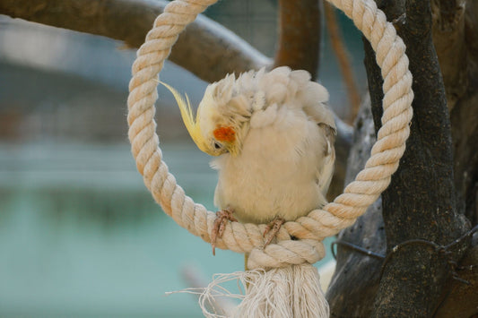 A cockatiel resting quietly on a rope perch