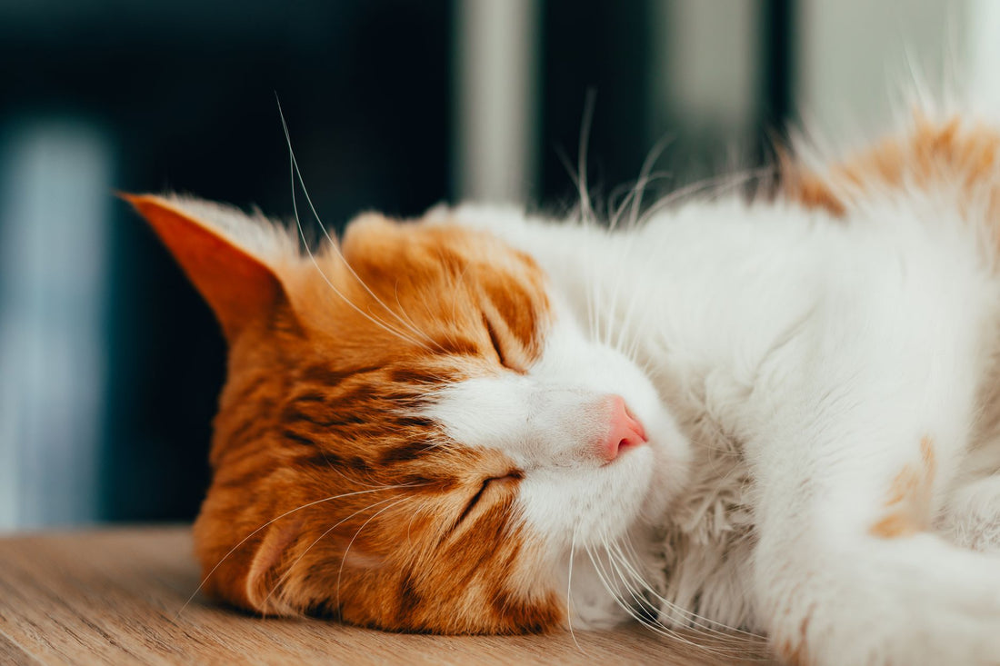 A peaceful senior cat resting comfortably at home