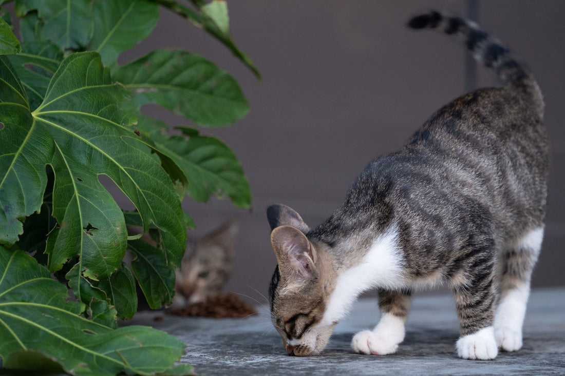 Tabby cat sniffing closely at a plant leaf outdoors, investigating a new scent