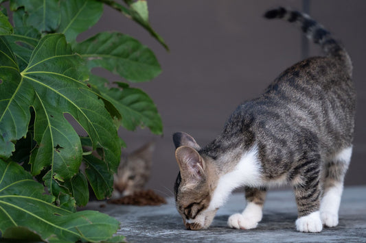 Tabby cat sniffing closely at a plant leaf outdoors, investigating a new scent