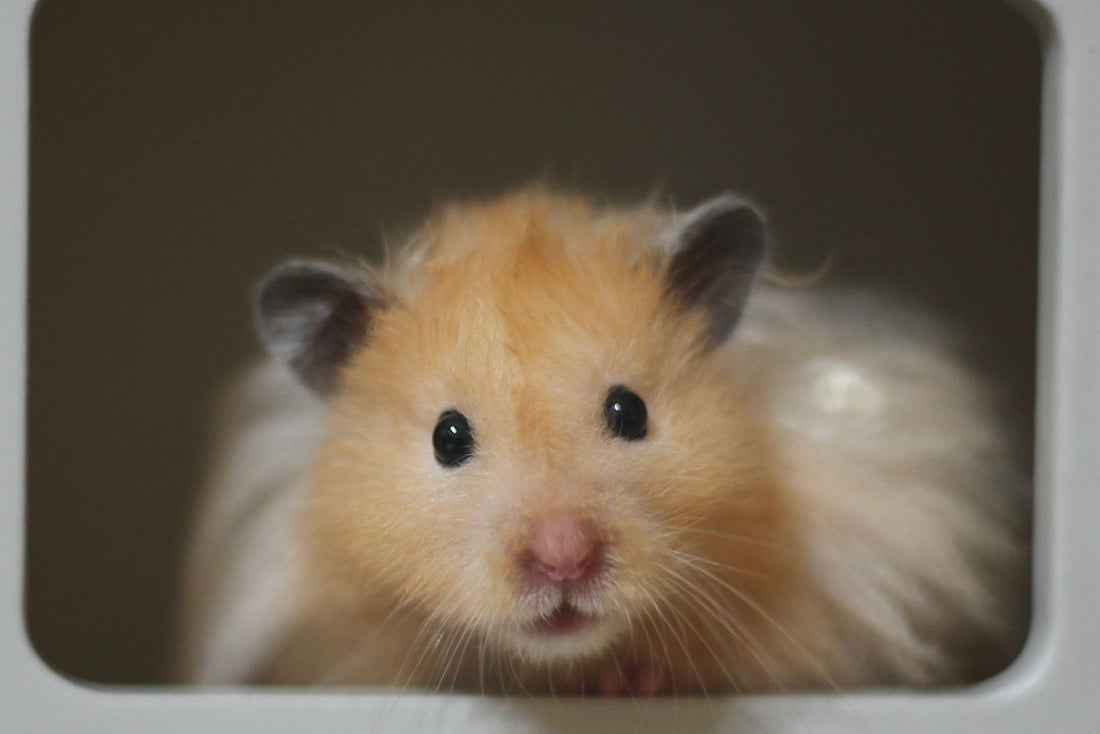 Golden Syrian hamster peeking out of its hideout
