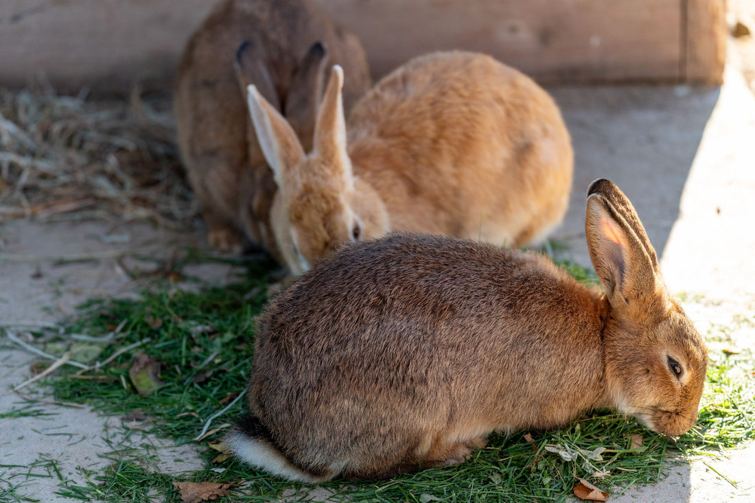 Pet rabbits grazing on grass and hay, the fiber that keeps rabbit digestion moving